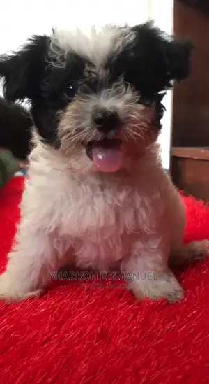 1-3 months Female Purebred Maltese