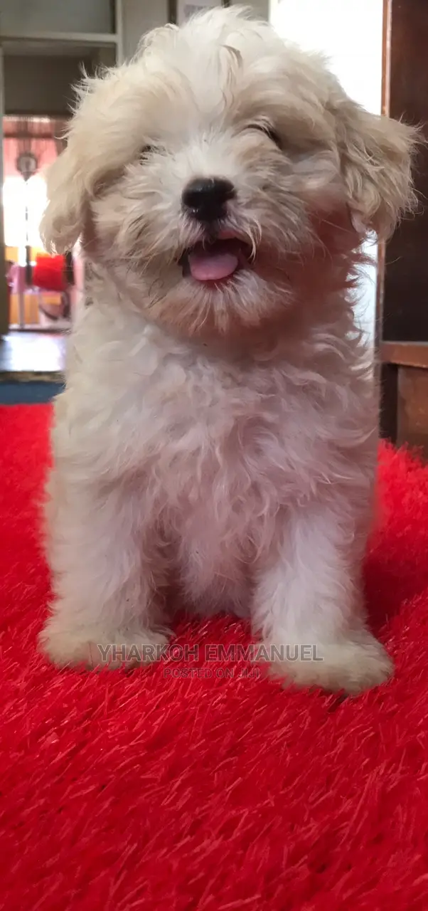 1-3 months Female Purebred Maltese