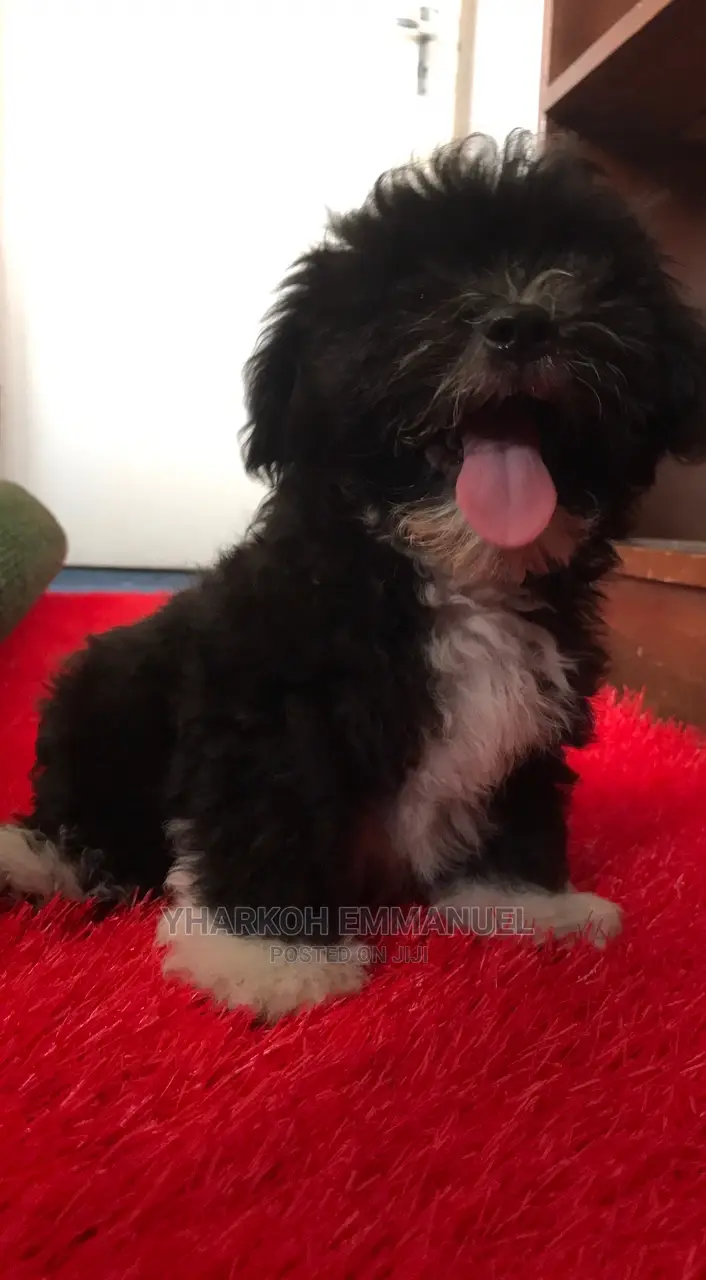1-3 months Female Purebred Maltese