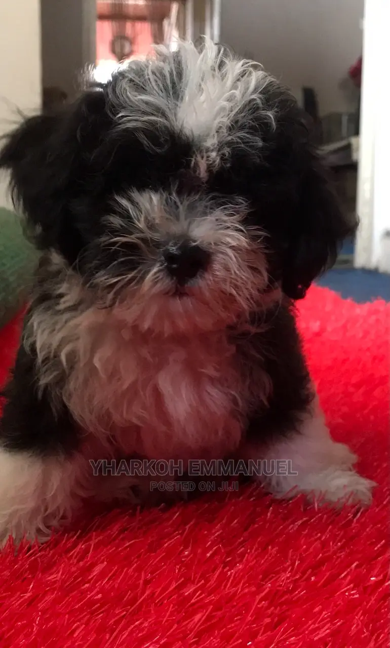 1-3 months Female Purebred Maltese