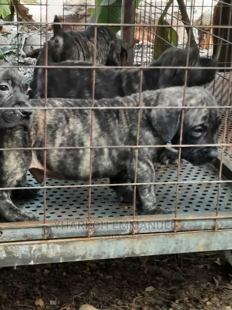 1-3 months Female Purebred Boerboel