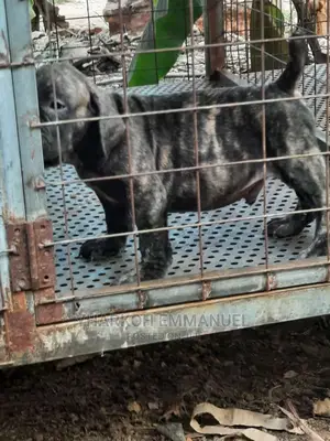 1-3 months Female Purebred Boerboel