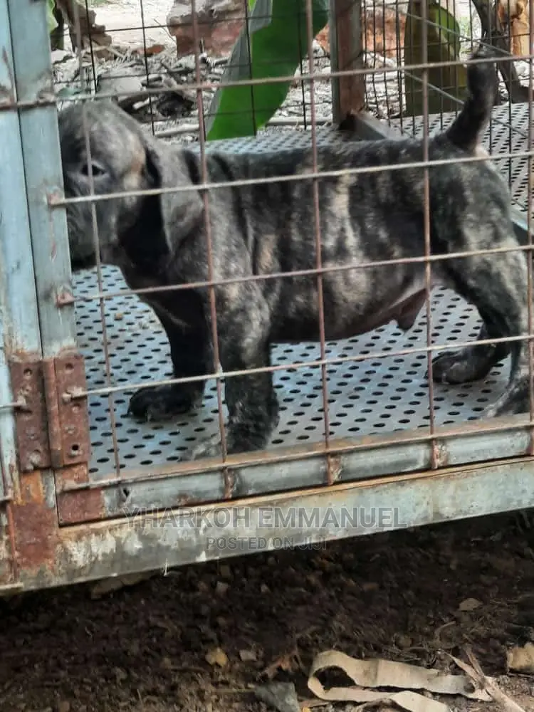 1-3 months Female Purebred Boerboel