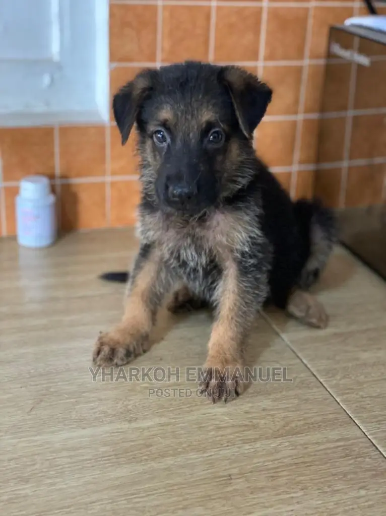 1-3 months Male Purebred German Shepherd