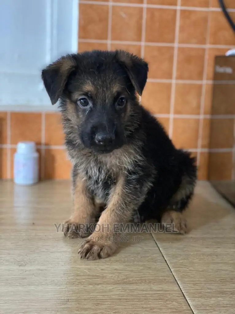 1-3 months Male Purebred German Shepherd