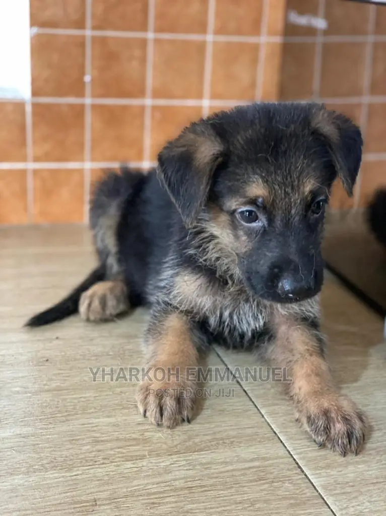 1-3 months Male Purebred German Shepherd