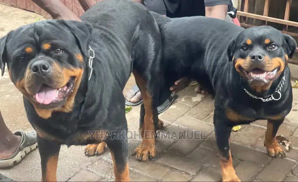 6-12 Months Male Purebred Rottweiler