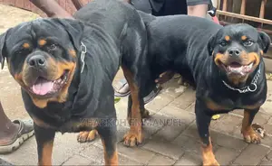 6-12 Months Male Purebred Rottweiler