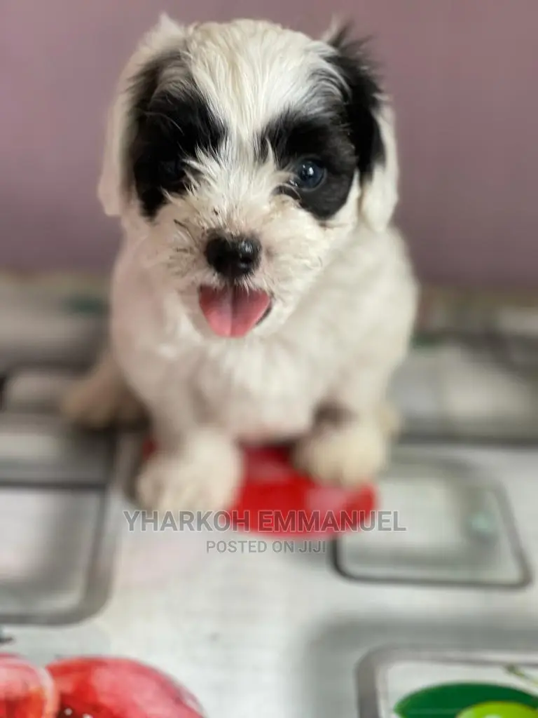 1-3 months Male Purebred Poodle