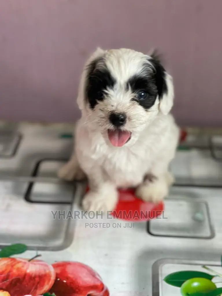 1-3 months Male Purebred Poodle
