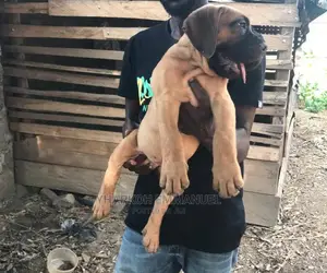 1-3 months Male Purebred Boerboel