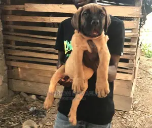 1-3 months Male Purebred Boerboel