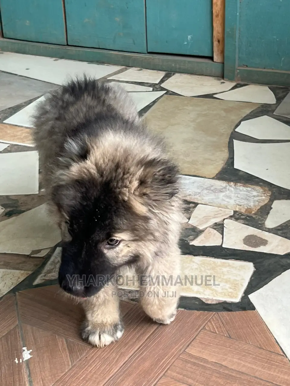 1-3 months Female Purebred Caucasian Shepherd
