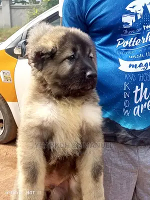 1-3 months Male Purebred Caucasian Shepherd