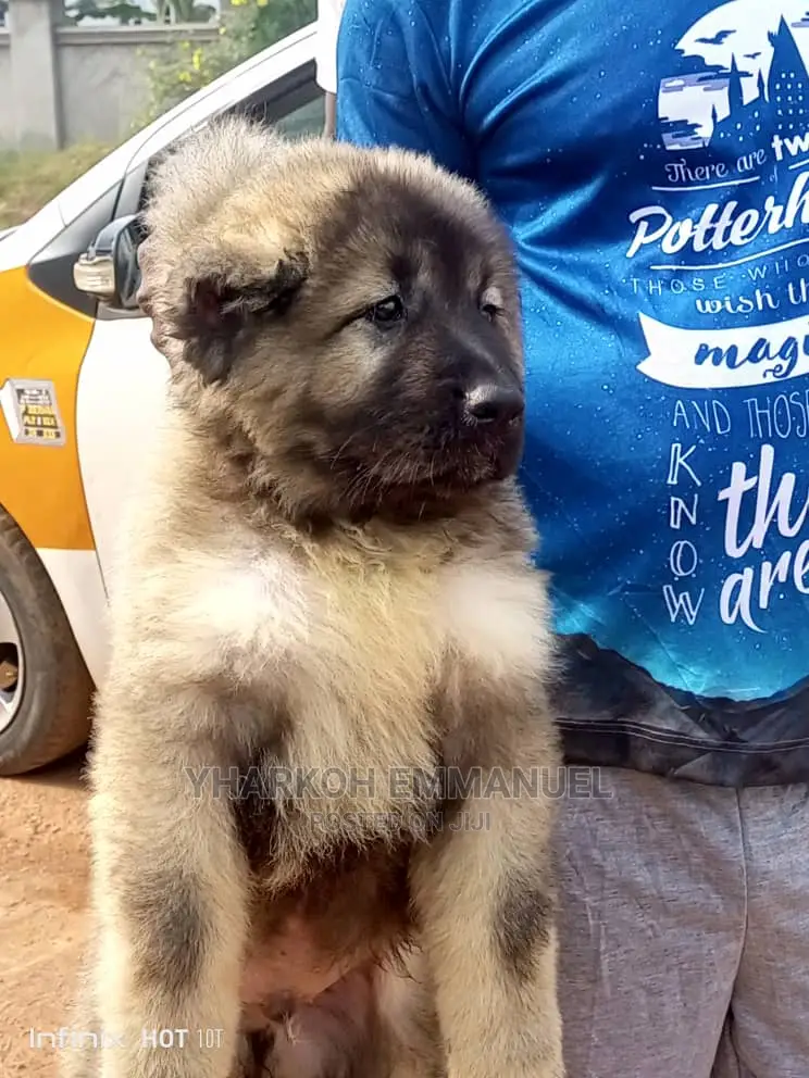 1-3 months Male Purebred Caucasian Shepherd