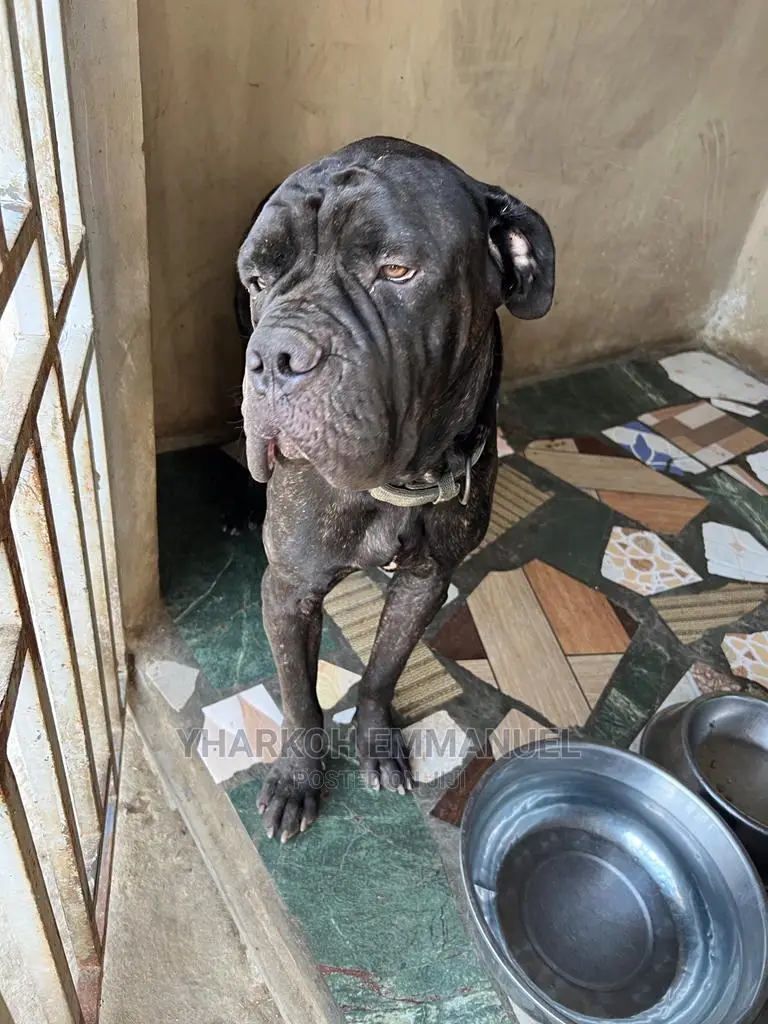 3-6 months Male Purebred Cane Corso