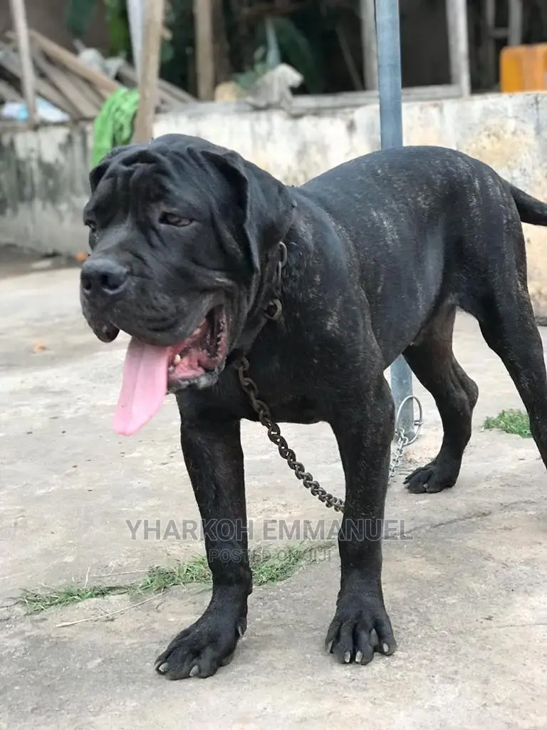 3-6 months Male Purebred Cane Corso
