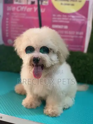 3-6 Months Male Mixed Breed Maltipoo