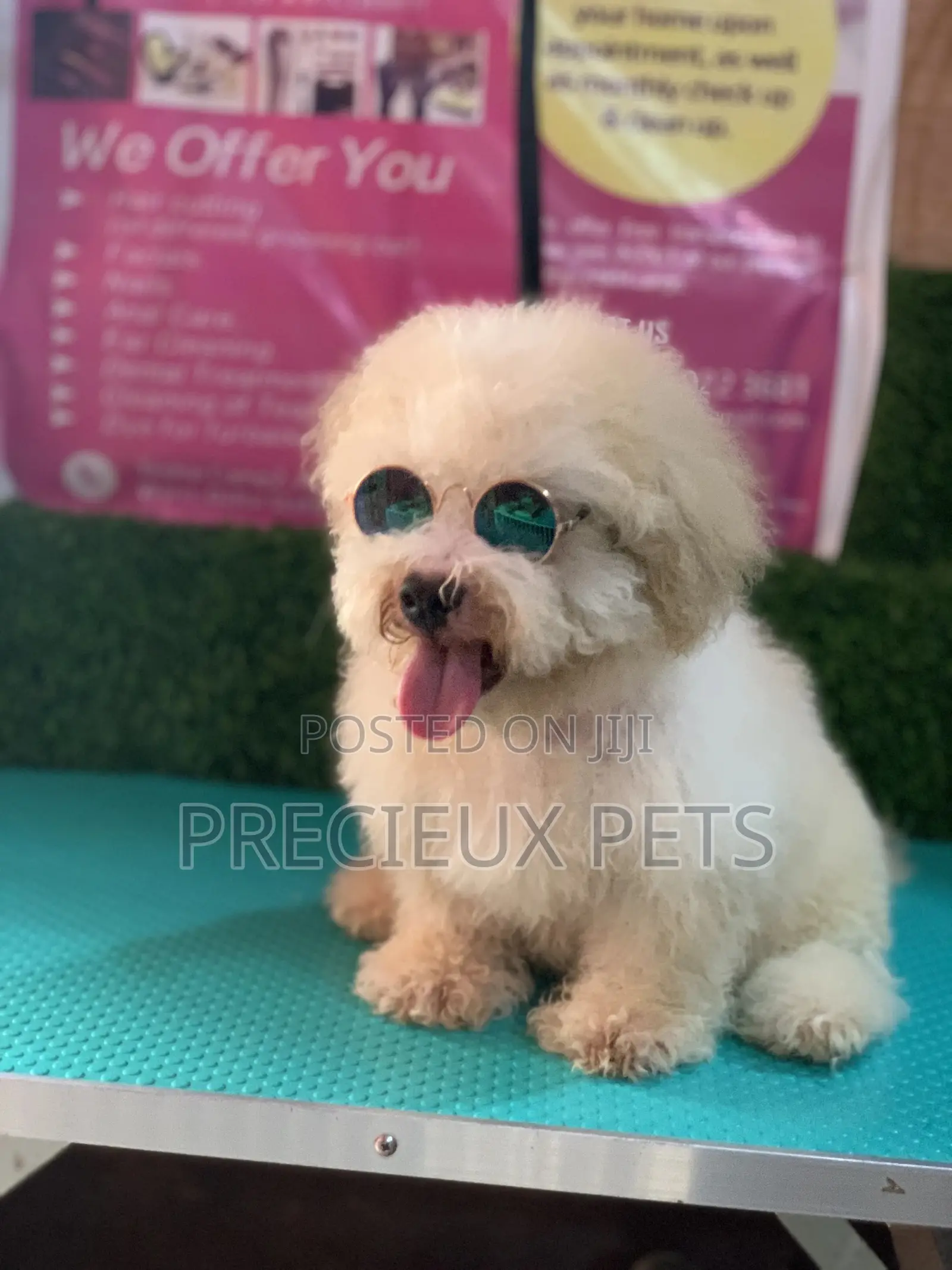 3-6 Months Male Mixed Breed Maltipoo