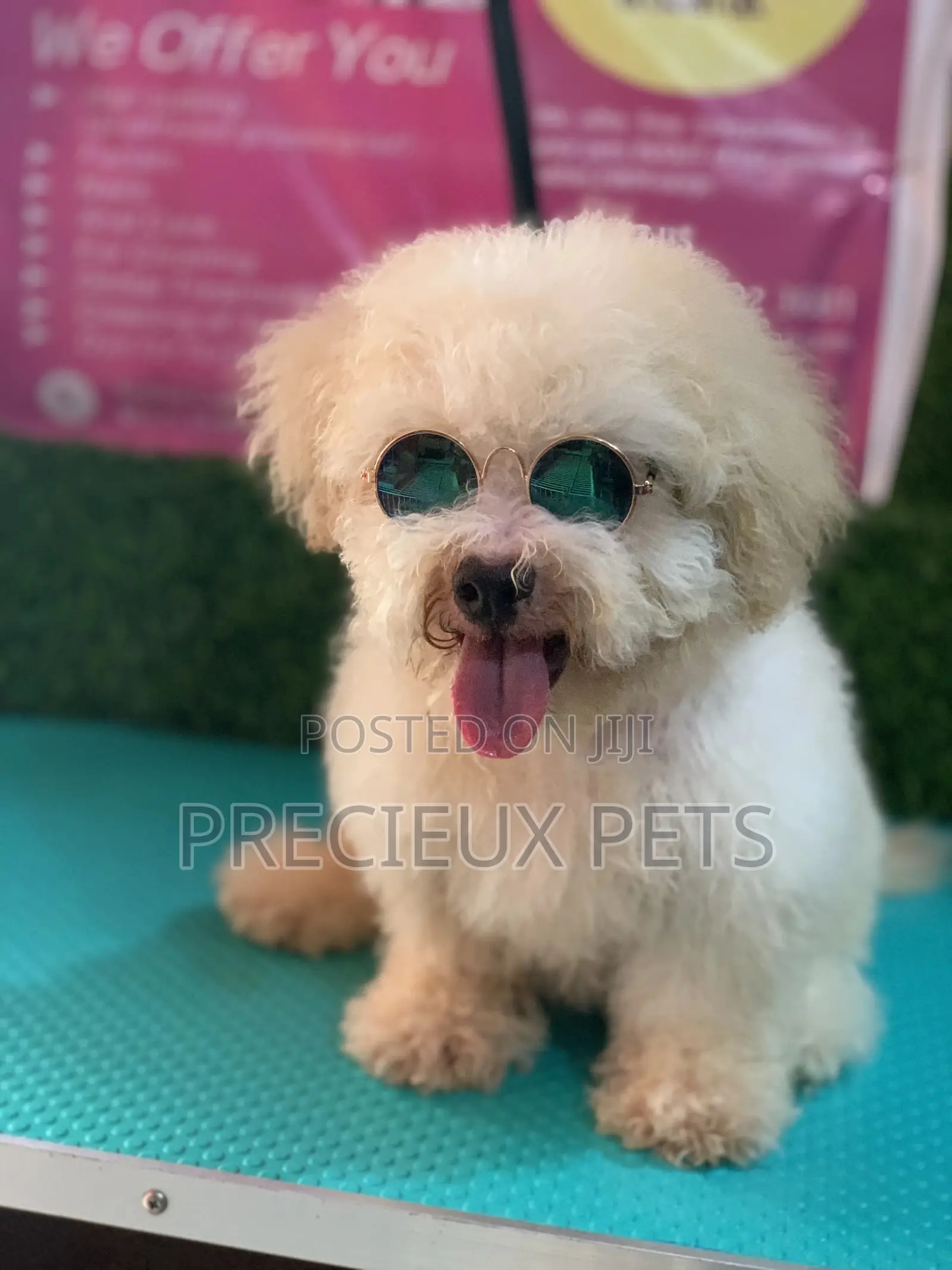 3-6 Months Male Mixed Breed Maltipoo
