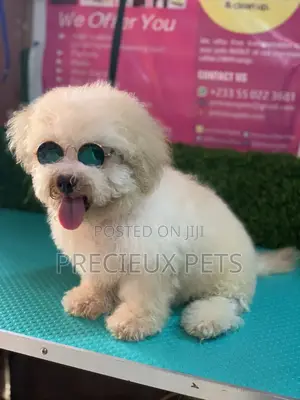 3-6 Months Male Mixed Breed Maltipoo