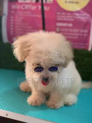 3-6 Months Male Mixed Breed Maltipoo