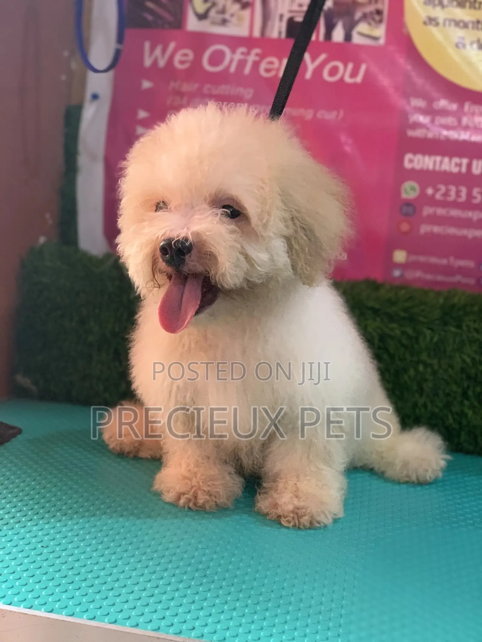 3-6 Months Female Mixed Breed Maltipoo