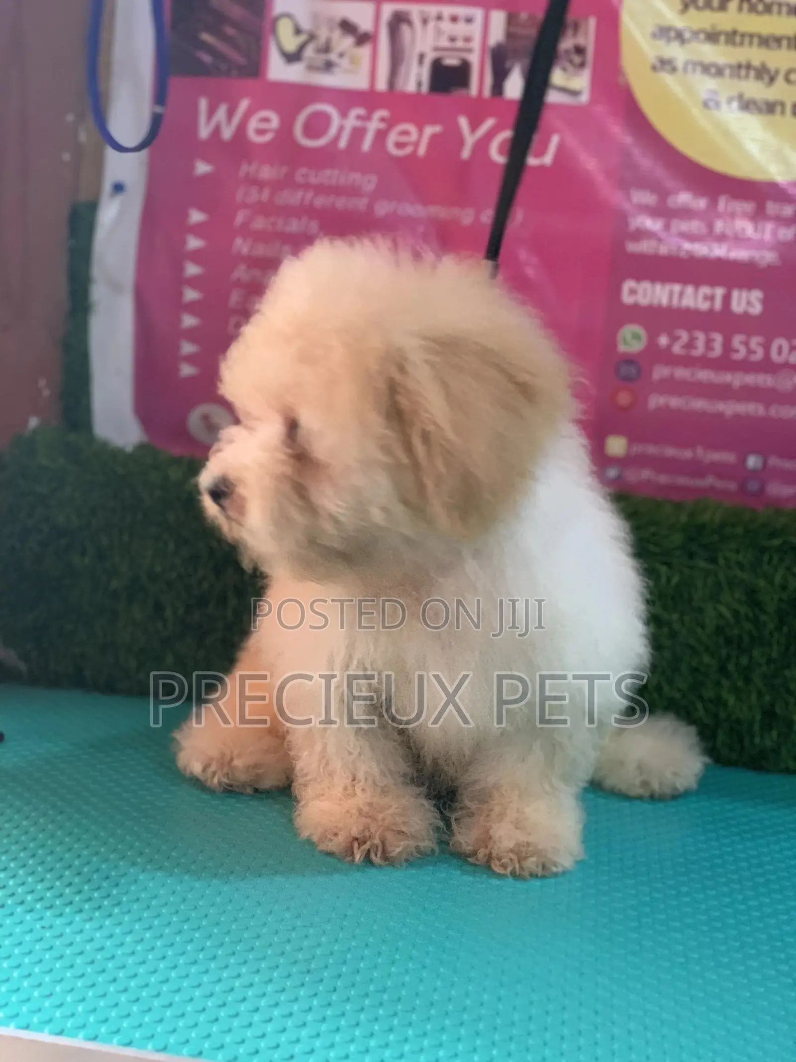 3-6 Months Female Mixed Breed Maltipoo