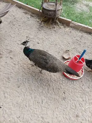 Photo - Young Male Peacock