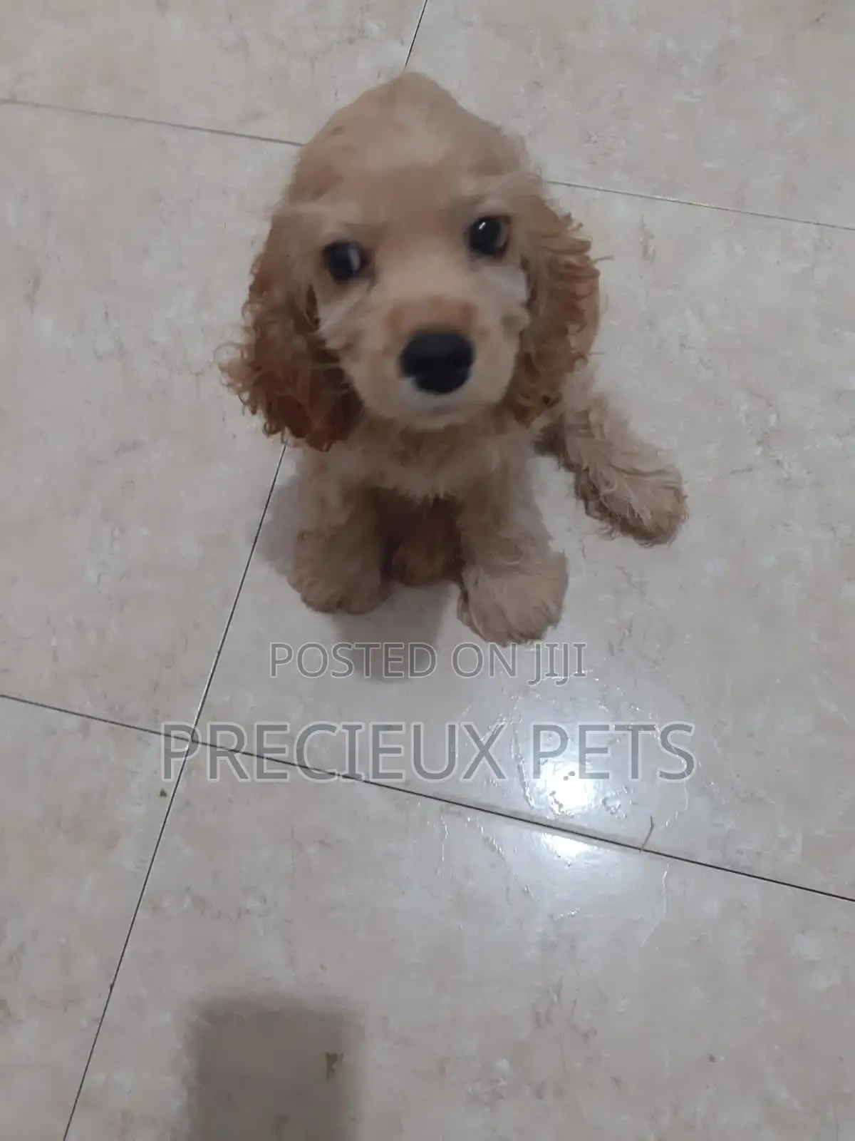 1-3 Months Male Purebred Cocker Spaniel