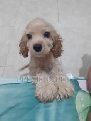 1-3 Months Male Purebred Cocker Spaniel