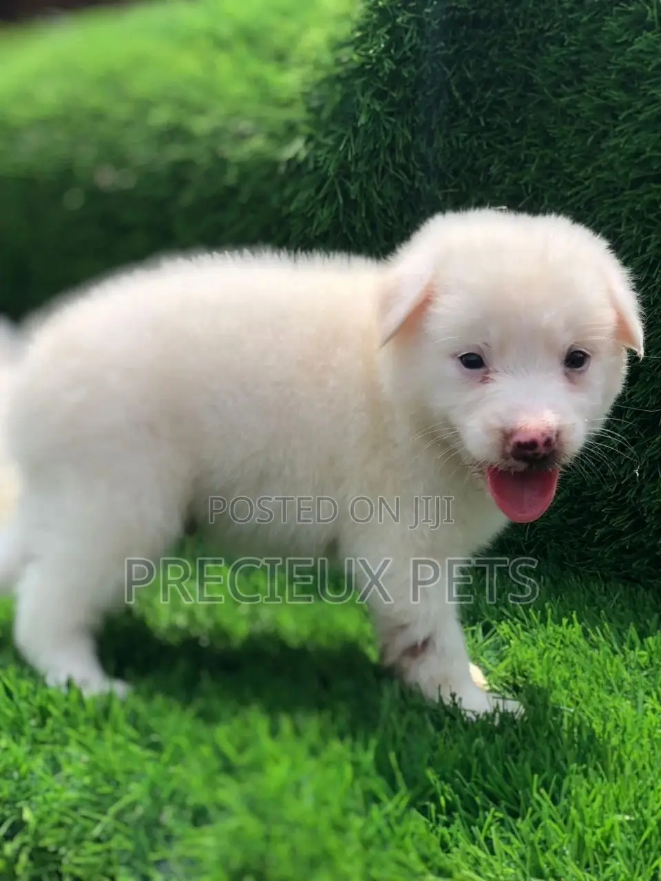 1-3 Months Male Purebred American Eskimo