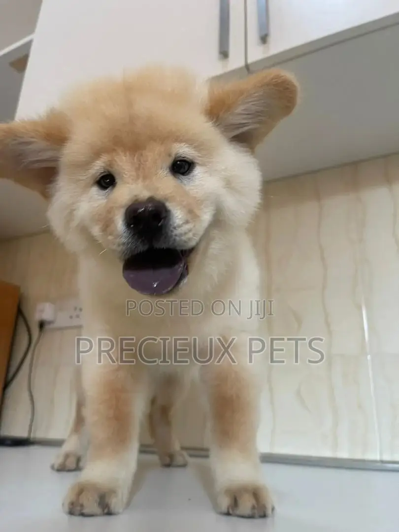1-3 Months Male Purebred Chow Chow