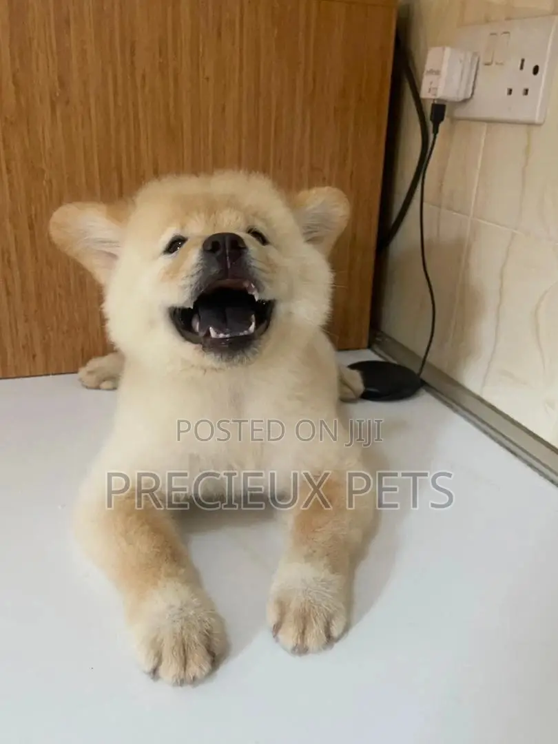 1-3 Months Male Purebred Chow Chow