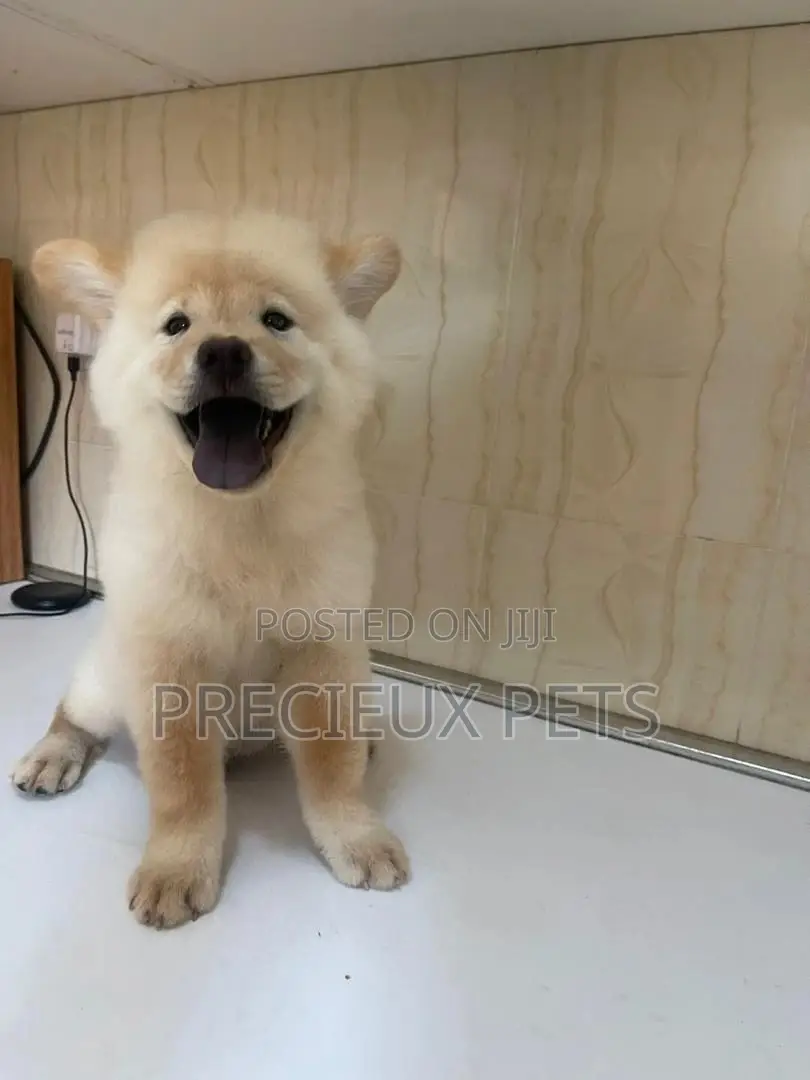 1-3 Months Male Purebred Chow Chow
