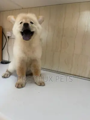 1-3 Months Male Purebred Chow Chow
