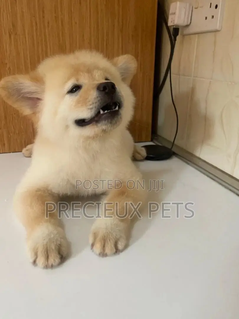 1-3 Months Male Purebred Chow Chow