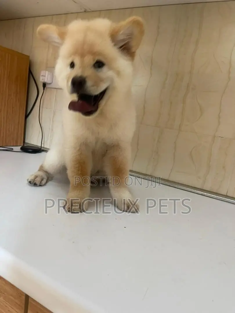 1-3 Months Male Purebred Chow Chow