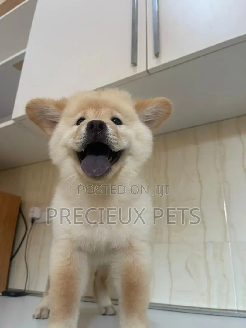 1-3 Months Male Purebred Chow Chow