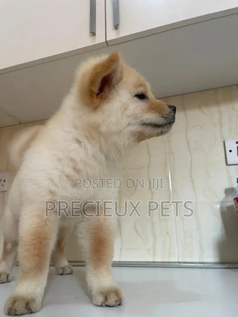 1-3 Months Male Purebred Chow Chow