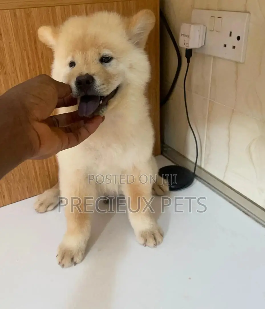 1-3 Months Male Purebred Chow Chow