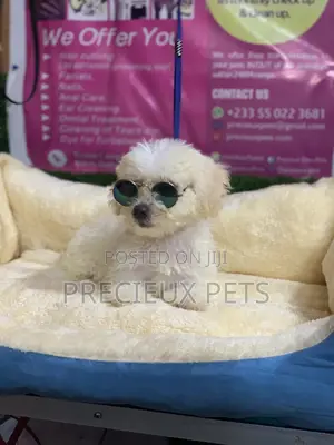 3-6 Months Male Purebred Poodle