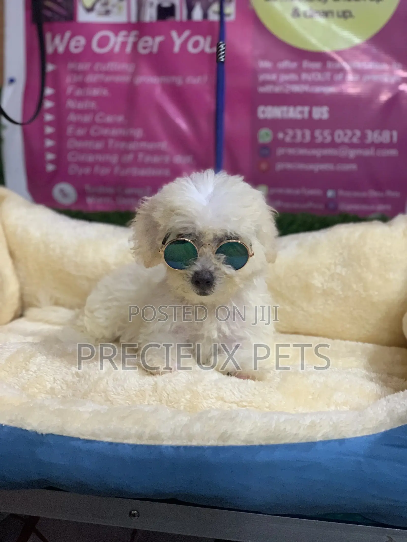3-6 Months Male Purebred Poodle