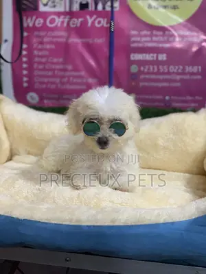 3-6 Months Male Purebred Poodle