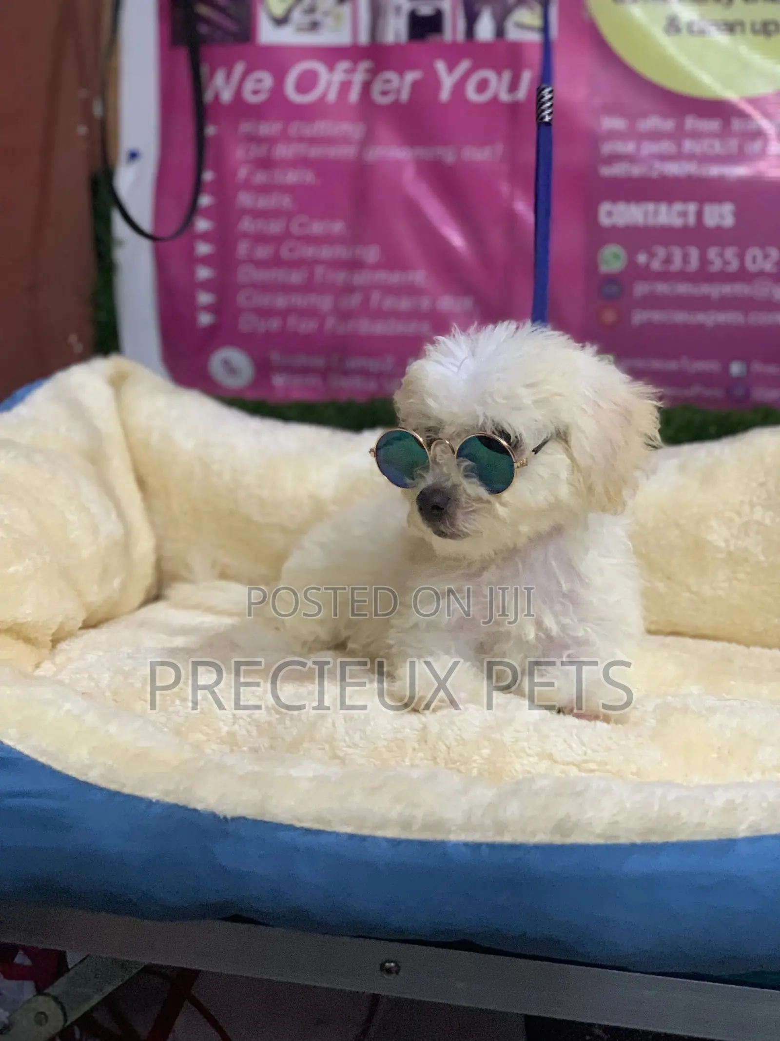3-6 Months Male Purebred Poodle