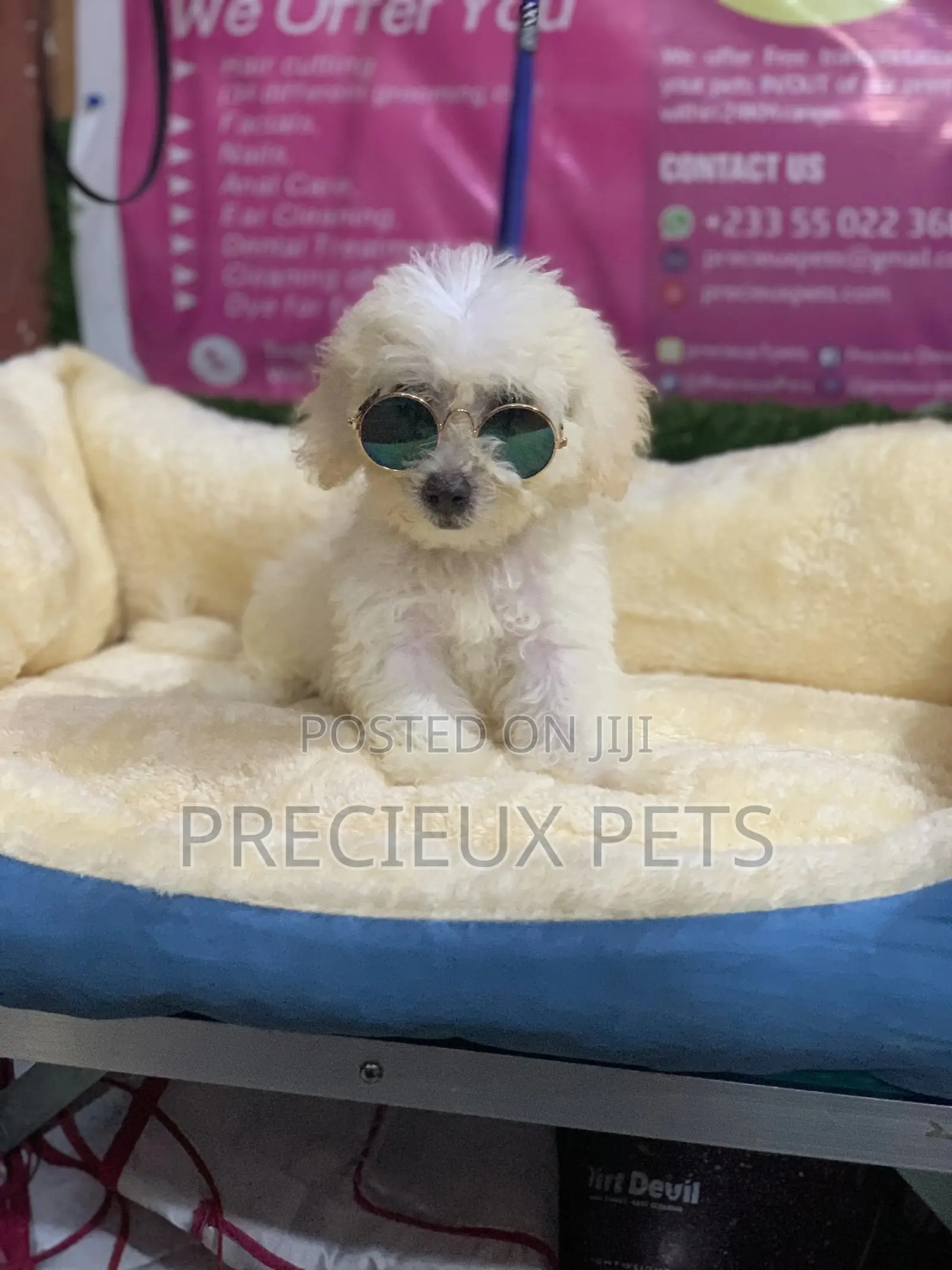 3-6 Months Male Purebred Poodle