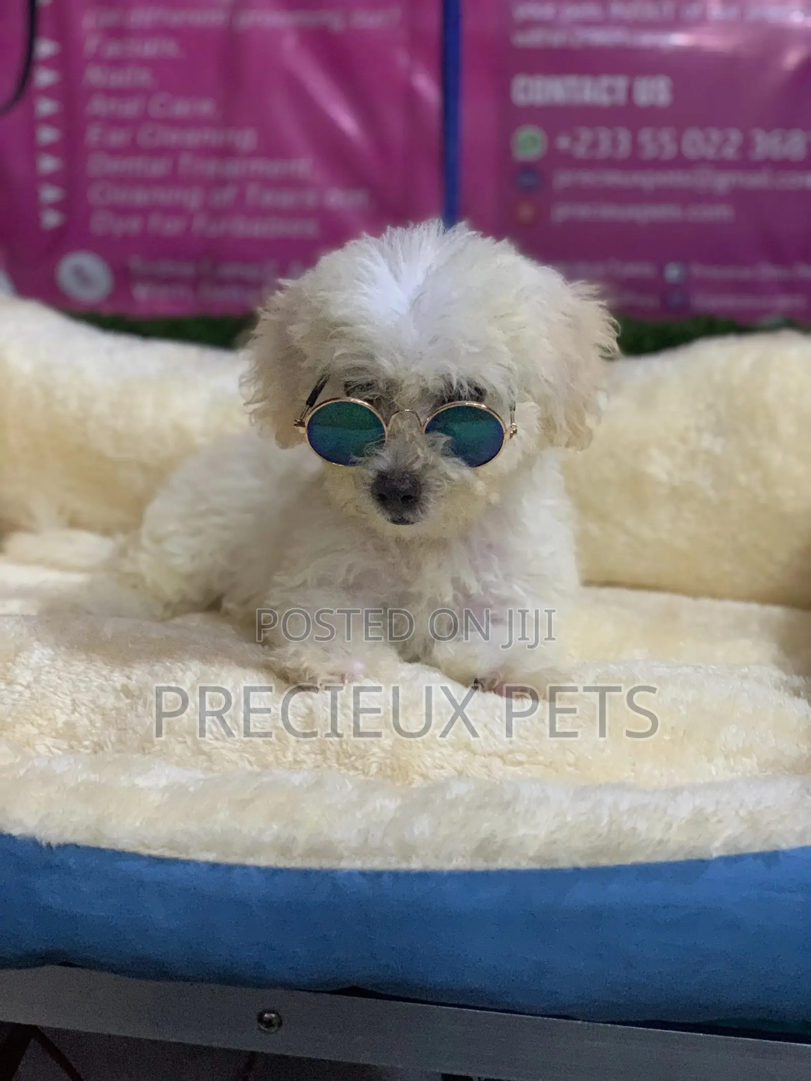 3-6 Months Male Purebred Poodle
