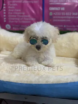 3-6 Months Male Purebred Poodle