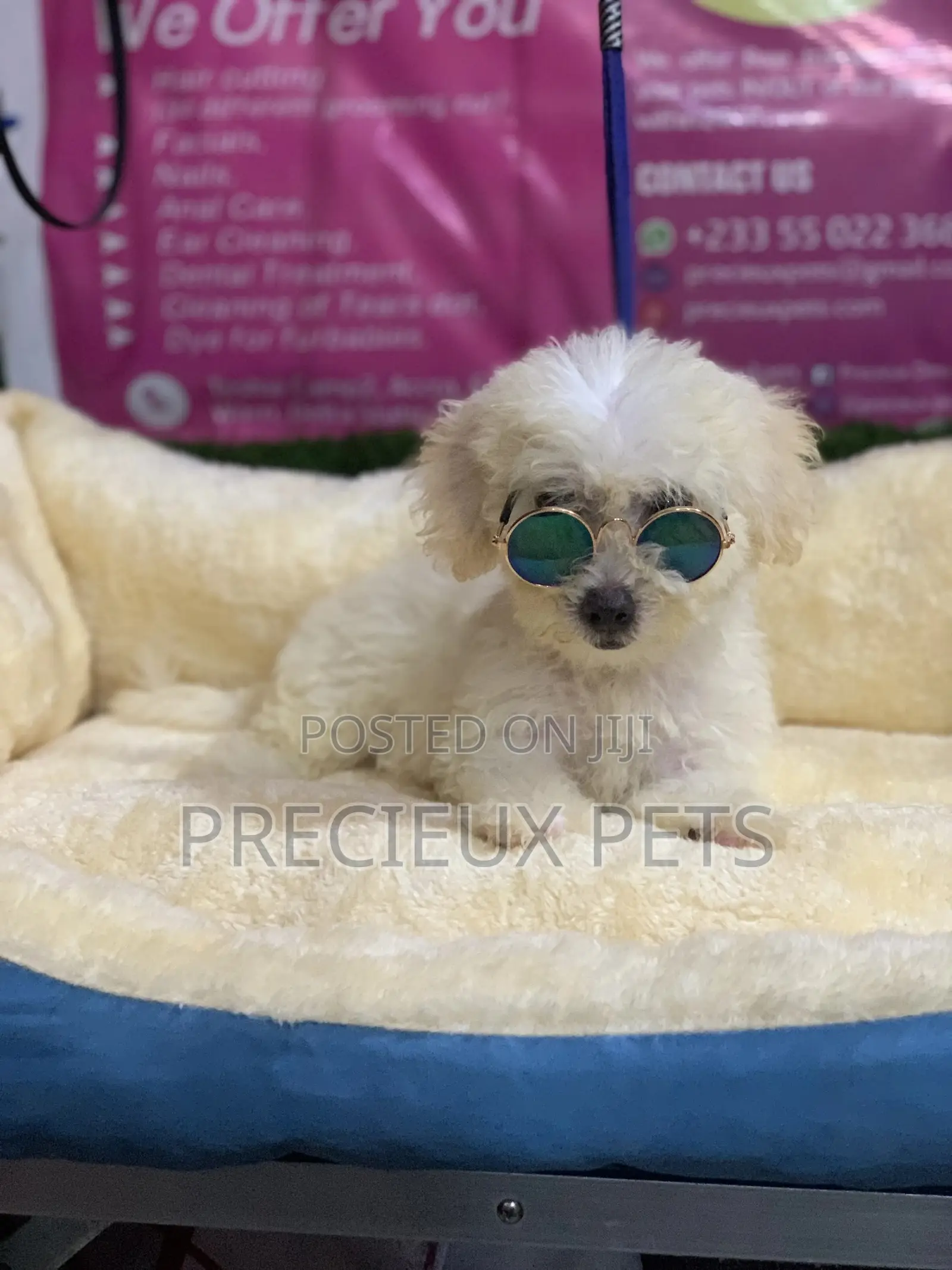 3-6 Months Male Purebred Poodle