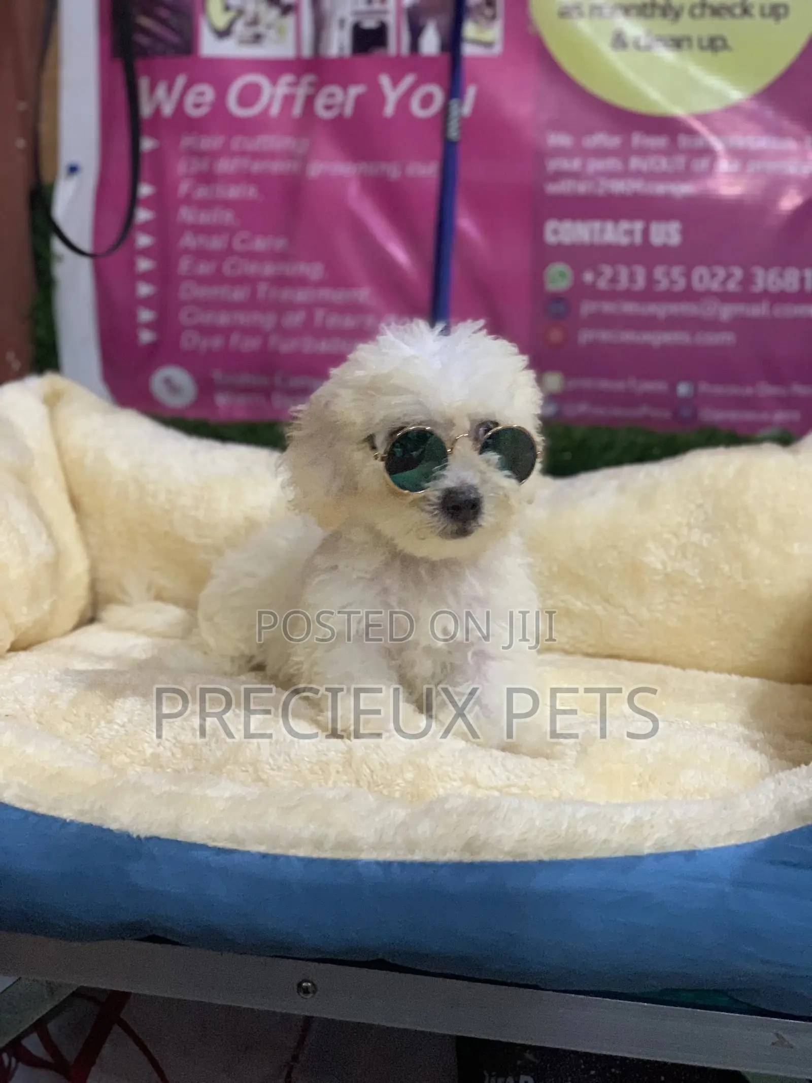 3-6 Months Male Purebred Poodle